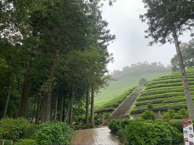 대한다원 보성녹차밭