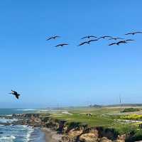 Where land ends, stories begin—Pigeon Point Lighthouse awaits.