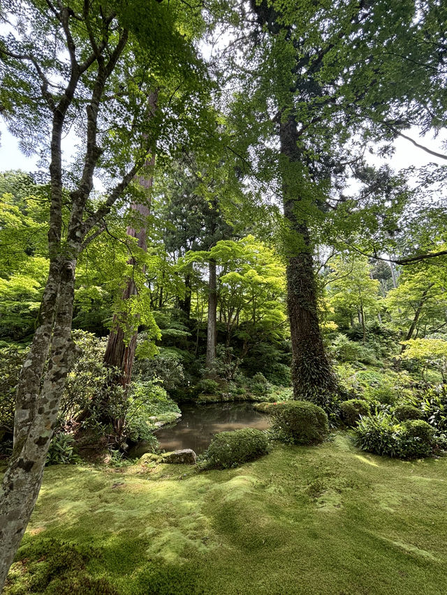 京都三千院的綠色青苔🍃🏯