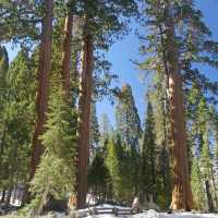 Sequoia National Park – CA