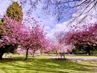 Tokorozawa Sakura