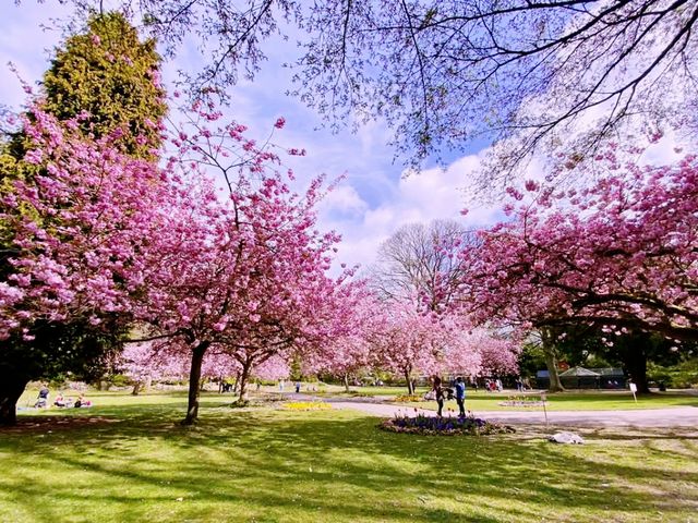 Tokorozawa Sakura