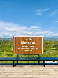 Sip & Savor the Scenery at Choui Fong Tea Plantation