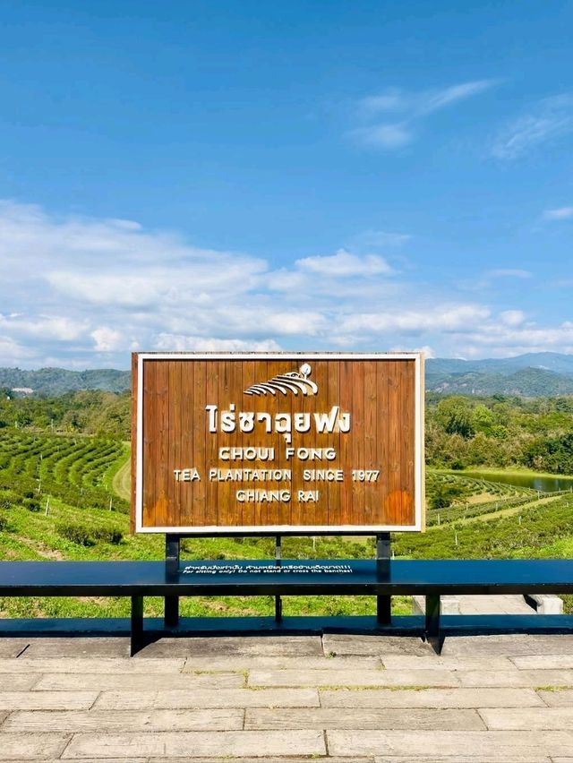 Sip & Savor the Scenery at Choui Fong Tea Plantation