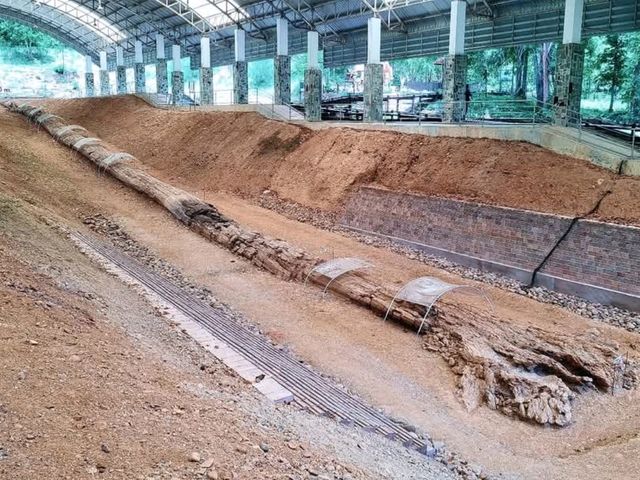 ฟอสซิลไม้กลายเป็นหินที่ใหญ่ที่สุดในเอเชีย
