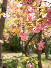 Blossoms by the Sea: Experiencing Spring in Busan