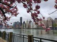 Roosevelt Island’s Final Cherry Blossom Hues