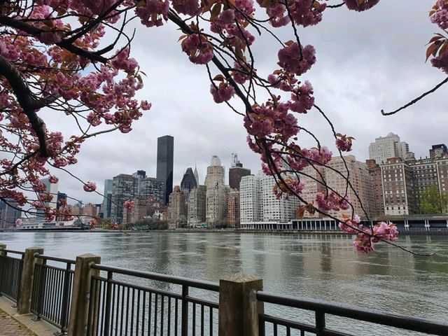Roosevelt Island’s Final Cherry Blossom Hues