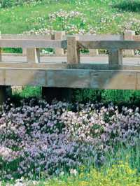 🌿 Hidden Gem in Beijing | Jiu Jing Zhuang Evening Primrose Paints Early Summer’s Soft Dream 🌸