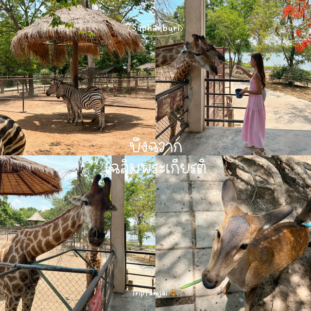 1 Day Trip สุพรรณบุรีแบบน่ารัก 🧸🌼