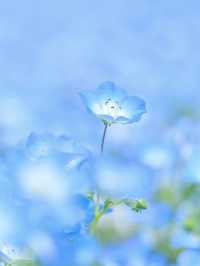 🌸Nemophila under Mt. Fuji & the Flower of Schimel's Hometown 🌸