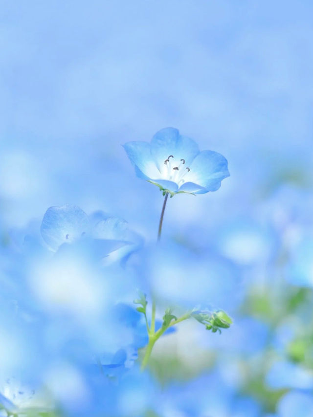 🌸Nemophila under Mt. Fuji & the Flower of Schimel's Hometown 🌸