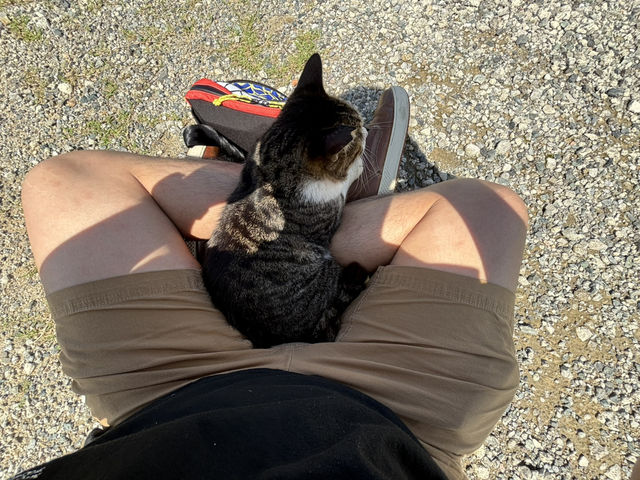 世界六大貓島之一🐱🐱🐱🐱🐱貓奴天堂🥰