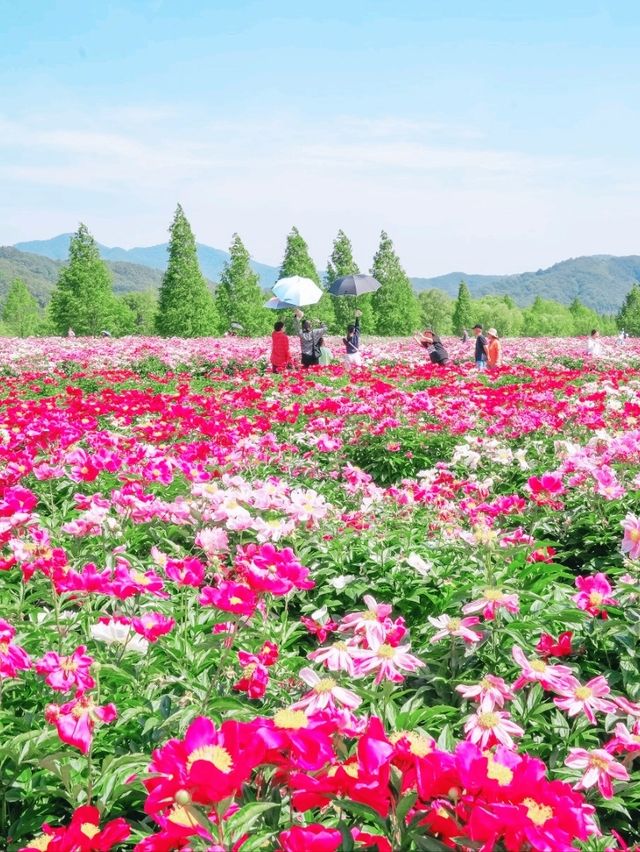 꽃바다 속 산책 - 합천 핫들생태공원 작약꽃밭