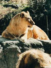 大阪交通攻略｜天王寺動物園