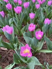 🌸【春日花季攻略】國營常陸海濱公園｜錯過粉蝶花也不怕，鬱金香、櫻花、童話風車一次收服你的鏡頭！