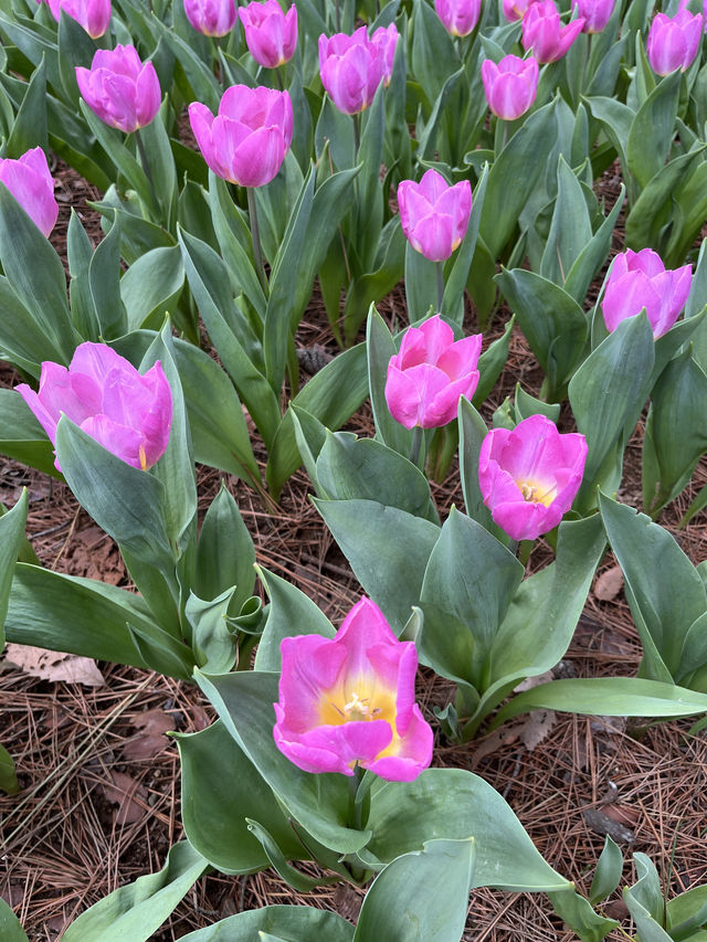 🌸【春日花季攻略】國營常陸海濱公園｜錯過粉蝶花也不怕，鬱金香、櫻花、童話風車一次收服你的鏡頭！