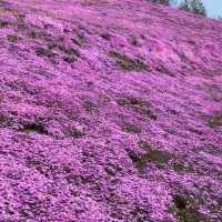 今が見頃！絶景芝桜🌸