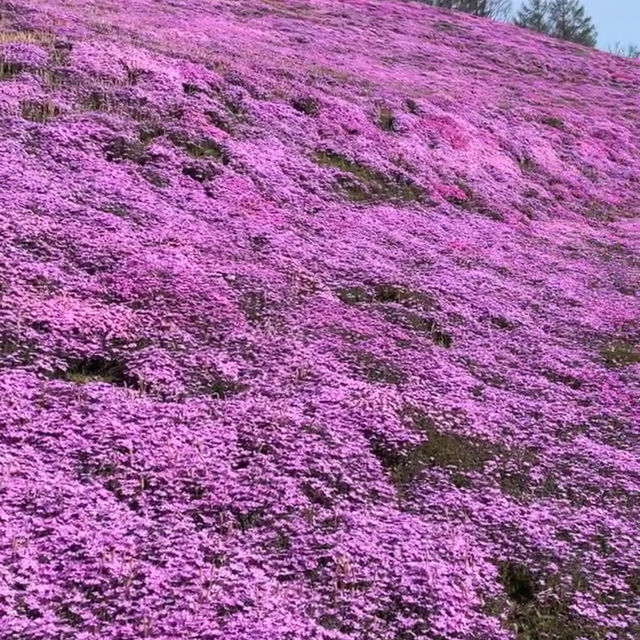 今が見頃！絶景芝桜🌸