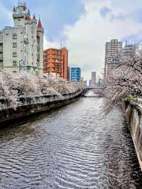A Day of Art & Blossoms in Meguro – Garden Views & Golden Moments