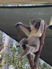 🦘🐨💕Up Close with Kangaroos at Lone Pine Sanctuary