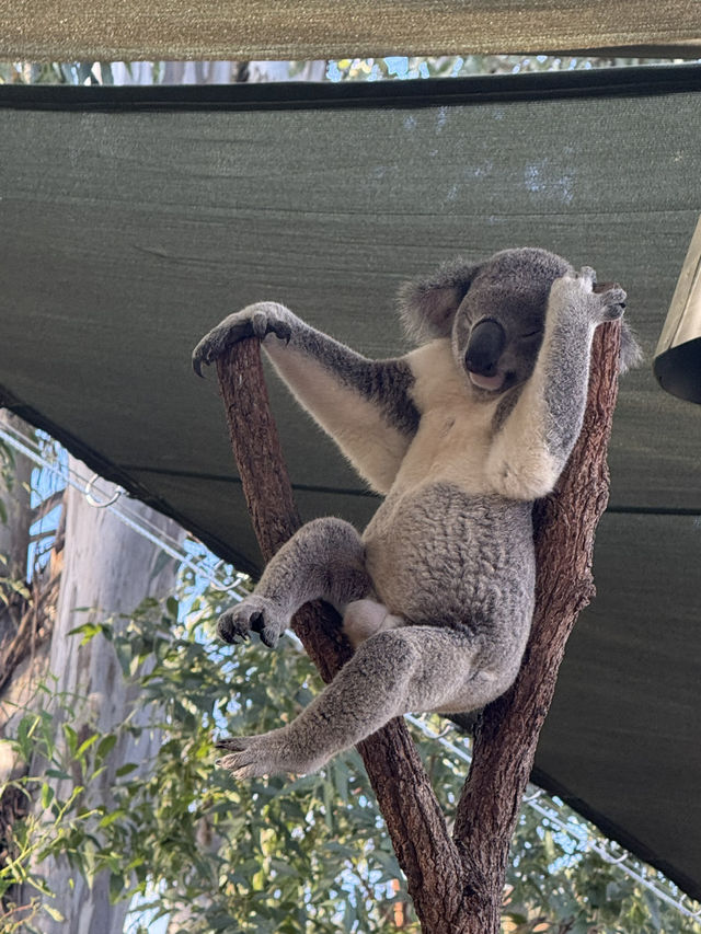 🦘🐨💕Up Close with Kangaroos at Lone Pine Sanctuary
