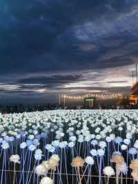 Lit with Love: Discover Cebu’s 10,000 Roses