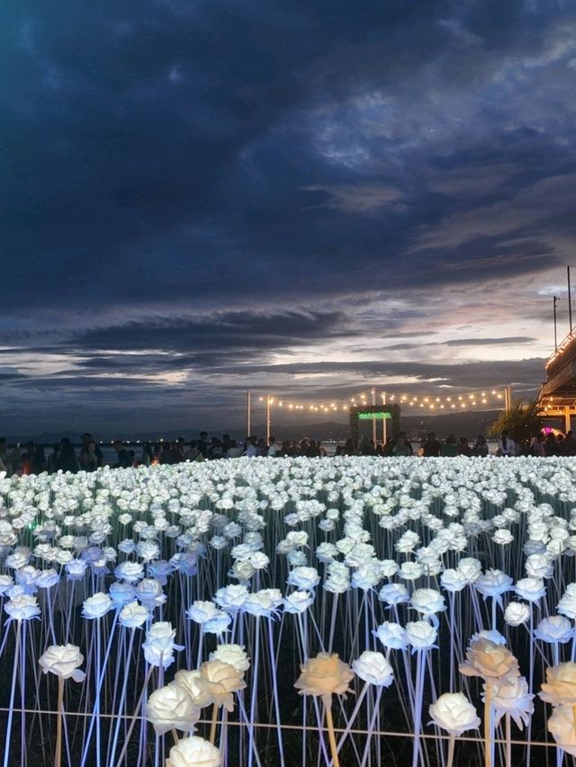 Lit with Love: Discover Cebu’s 10,000 Roses