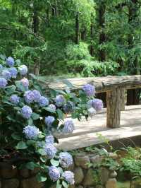 💜繡球花💙大阪長居公園