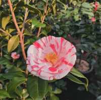 Camellia Hill – A Blooming Sanctuary on Jeju Island