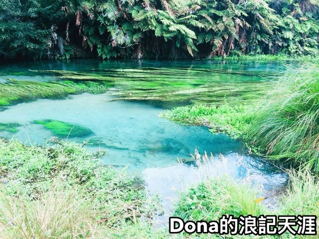 📍紐西蘭北島。Blue Spring ｜無敵清澈的泉水把煩惱沖淡