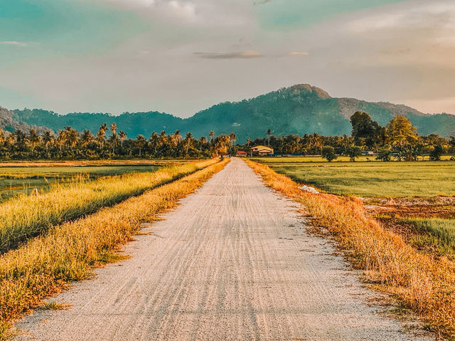 Golden Hour on Two Wheels: Evening Cycling in Balik Pulau’s Paddy Fields