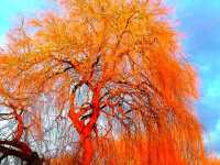 Where the River Knows Spring” — Longford Park Awakens 