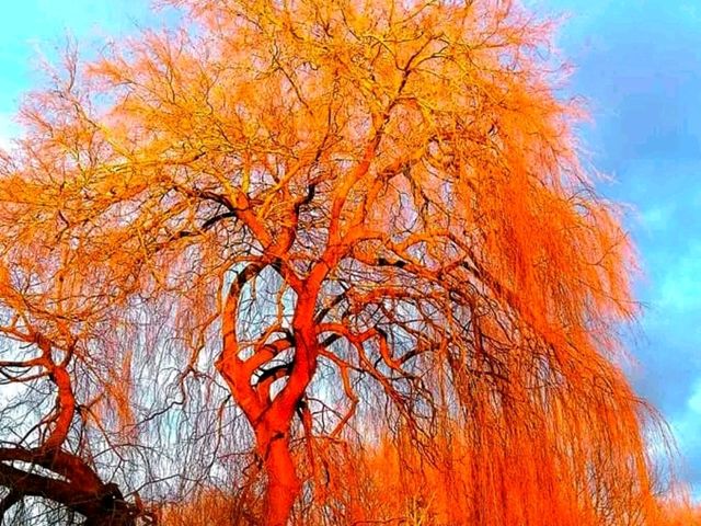 Where the River Knows Spring” — Longford Park Awakens 