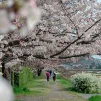 Sakura Reflections in Ouchi-juku: Edo-Era Nostalgia in Bloom