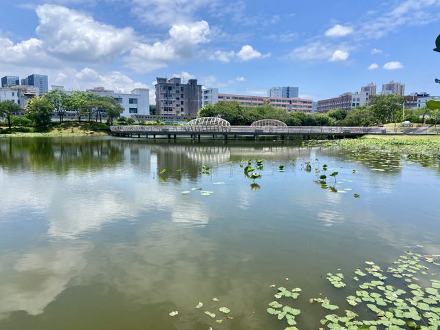 深圳萬豐湖濕地公園✨🌴城市中的自然綠洲🏞️