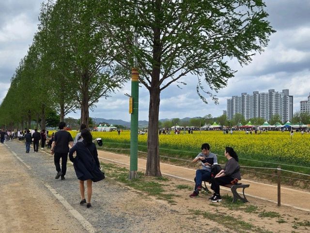 💛 창녕 낙동강 유채꽃 명소, 노란 물결 속 봄 산책🌼