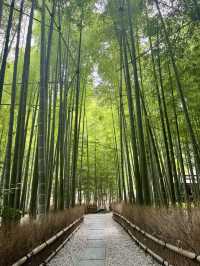  🌿【鎌倉・報国寺】竹林に包まれる静寂の時間、美しき“禅”の世界へ 