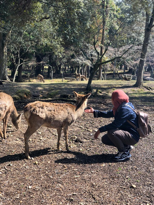 Deerly Beloved: The Day I Was Ambushed by Polite Deer in Nara, Japan