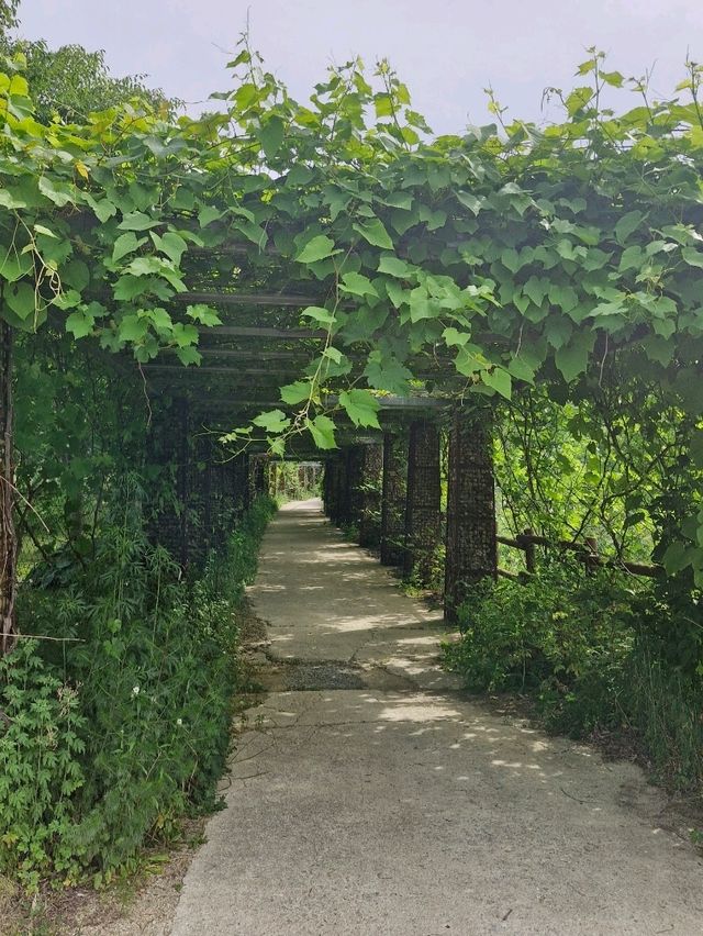 시원할 때 가기 좋은 국립백두대간 수목원🌳