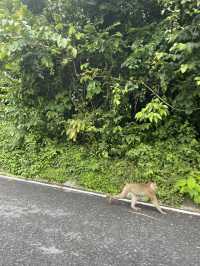 Khao Yai Adventure: 🐘 🍉🍕