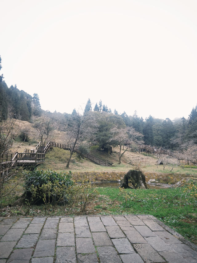 阿里山一日精華遊：與神木、雲海和森林鐵路的邂逅