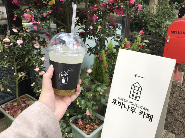 🌺 Camellia Hill – ดินแดนแห่งดอกไม้บนเกาะเชจู
