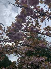 芝桜の花のじゅうたん❤️