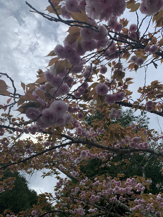 芝桜の花のじゅうたん❤️