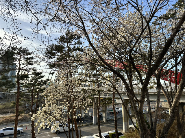 春天流經河畔的樣子🌸 清州無心川櫻花步道的靜謐與浪漫