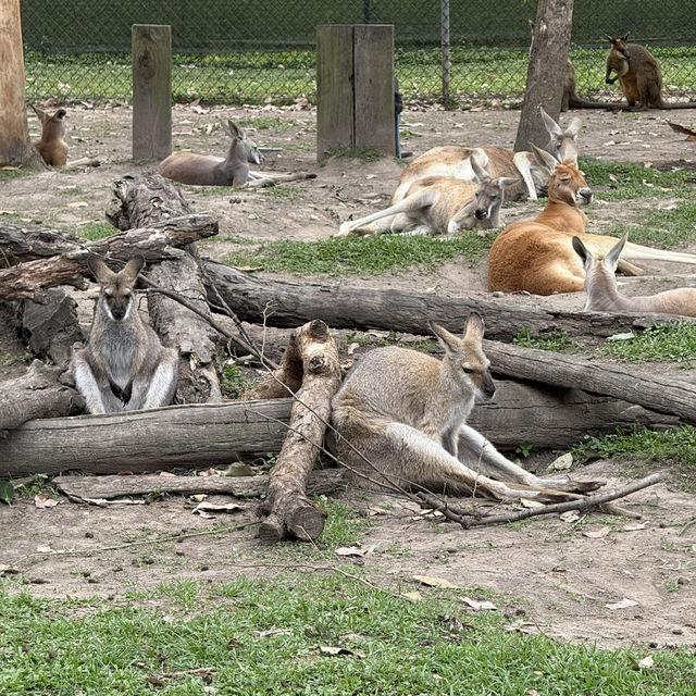 📍Brisbane in a Day: Koalas, Art & River
