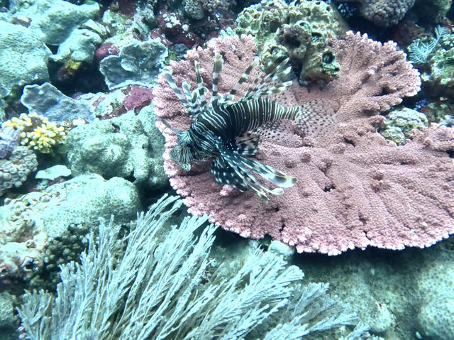 Diving liveaboard sokaraja