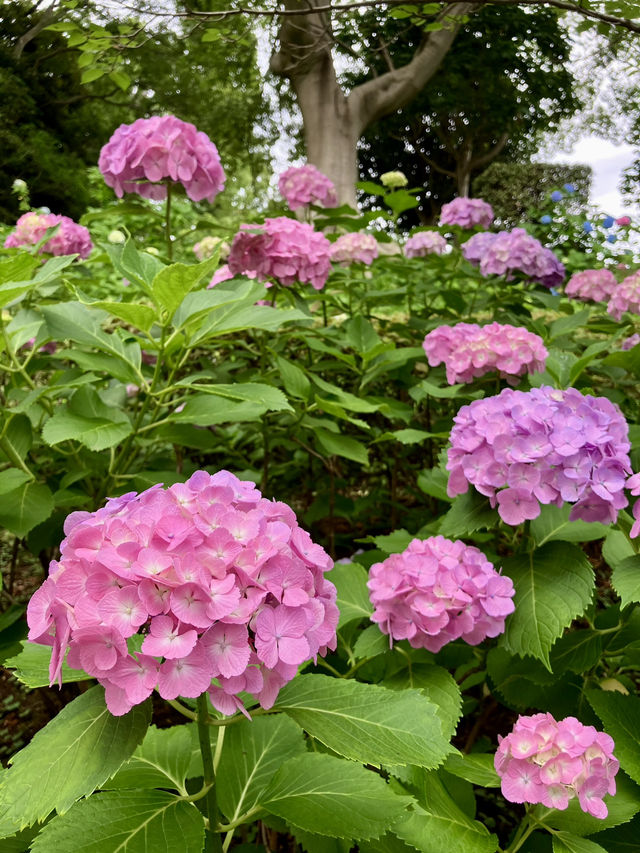 繡球花@多摩川台公園 繡球花@多摩川台公園