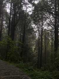 🌲 阿里山森林遊樂區攻略｜五奇連發 × 森林小火車 × 日出雲海 🌄 